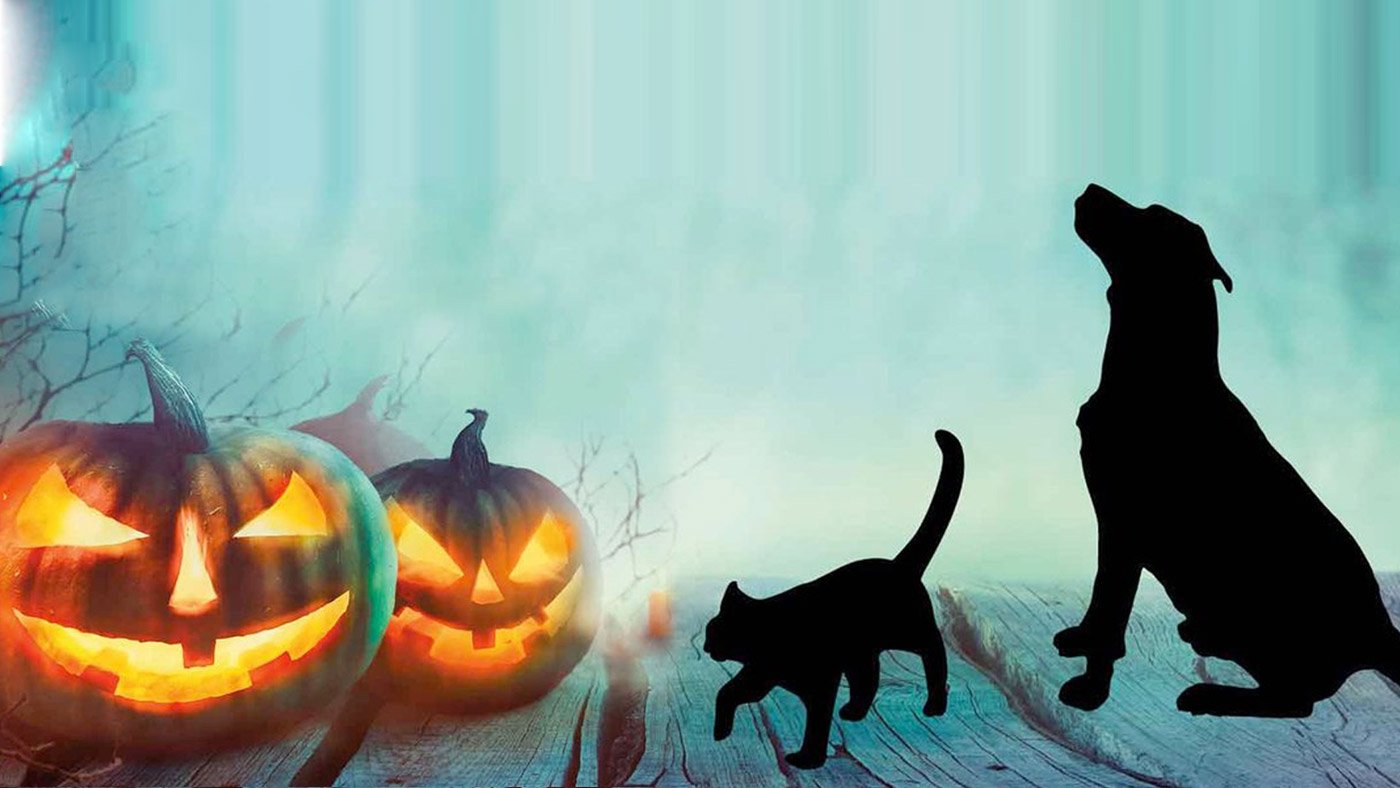 No Tricks, just Treats for Charities and Rescue Centres
