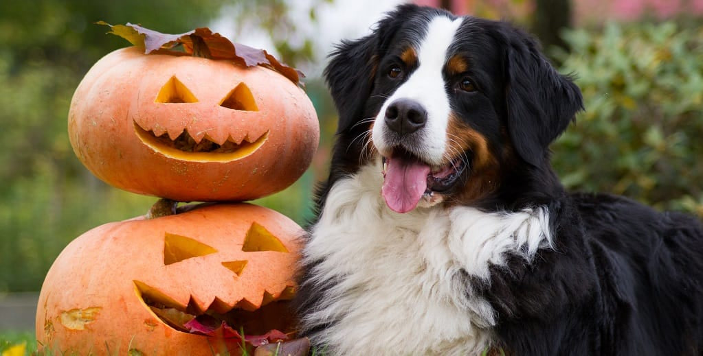 Practical guidance for dogs at Halloween