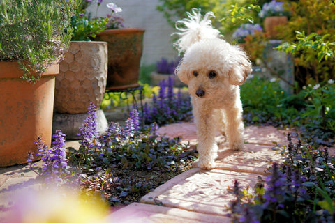 Plants and Flowers That Are Poisonous to Dogs