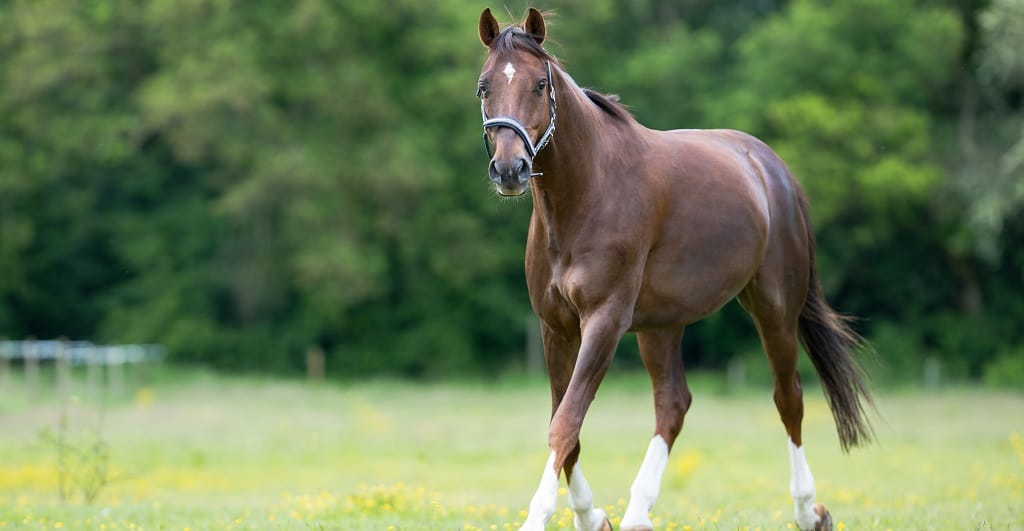 Stiff horses and cold weather