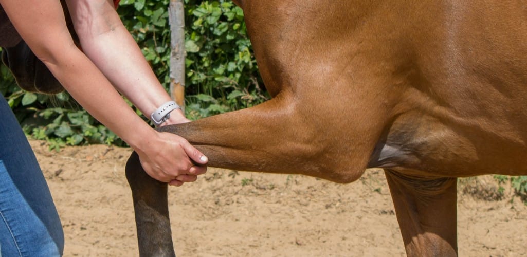 Horse offering foreleg