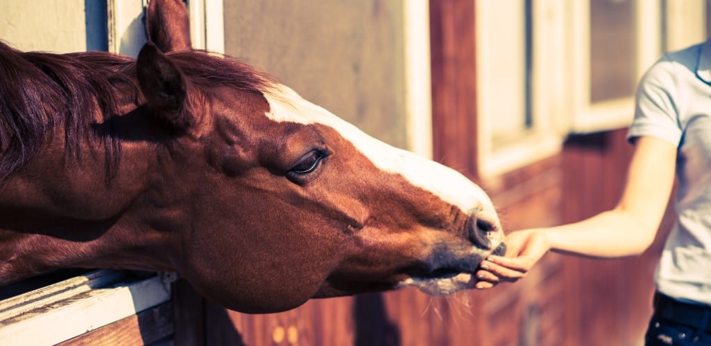 brown horse being fed by owner