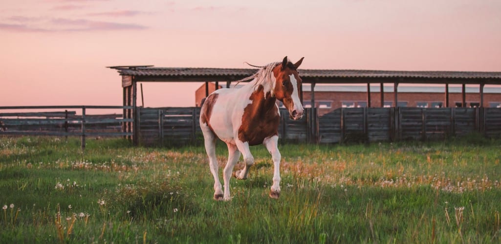 Pinto horse galloping in the grass field in the pasture