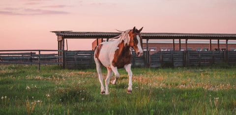 Pinto horse galloping in the grass field in the pasture