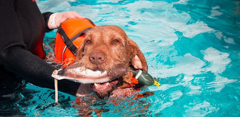 Dog swimming in hydrotherapy