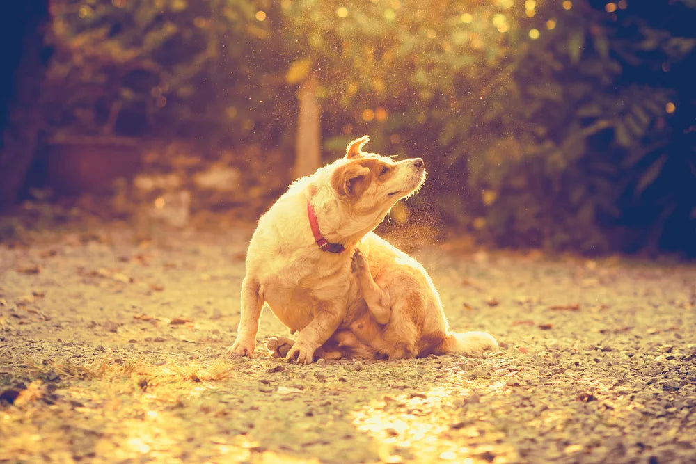 How to Get Rid of Fleas on Dogs and Cats: Signs, Treatment and Prevention