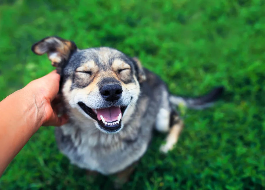 Itchy smiley dog 