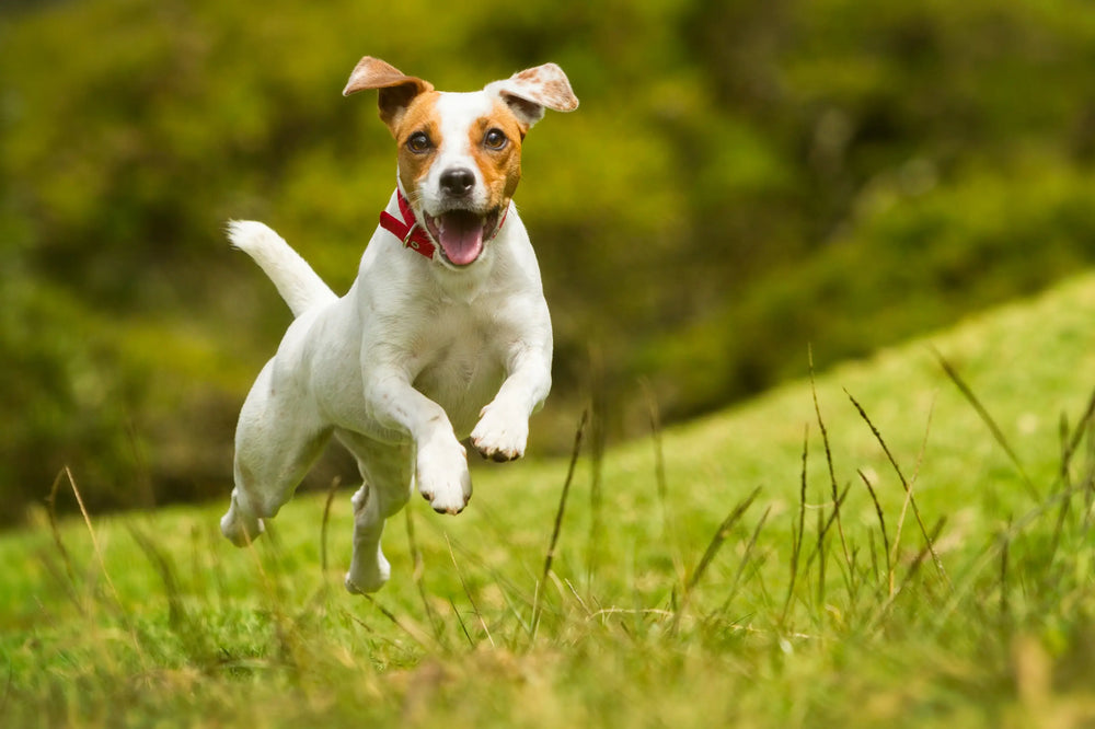 Jack Russell dog leaping through a field, with great joints for YuMOVE..