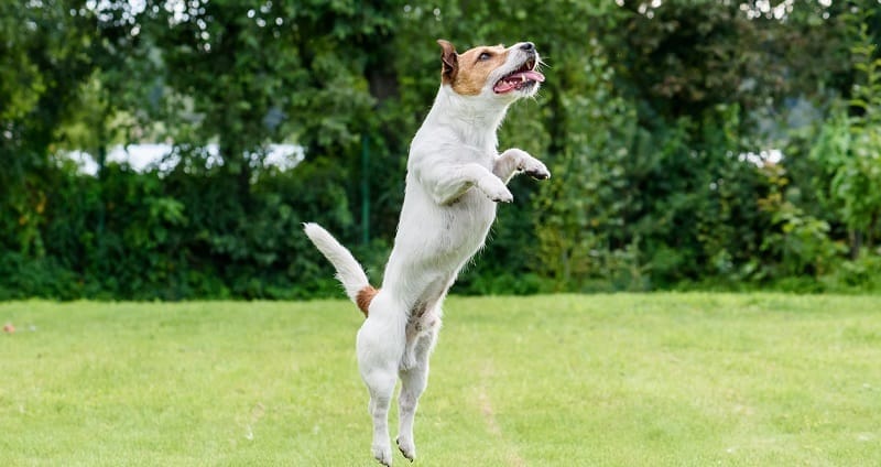Is jumping bad for your dog's joints?