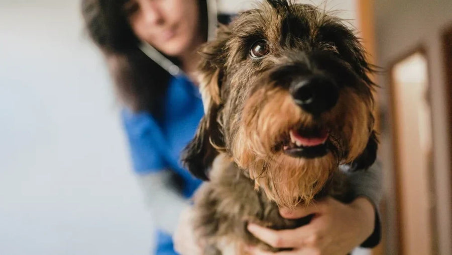 Dog getting checked for kidney disease