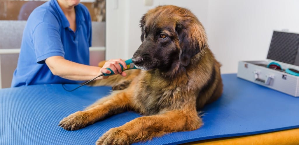 Large doing receiving vet treatment