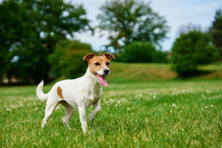 Why do dogs limp? Symptoms, causes & what to do