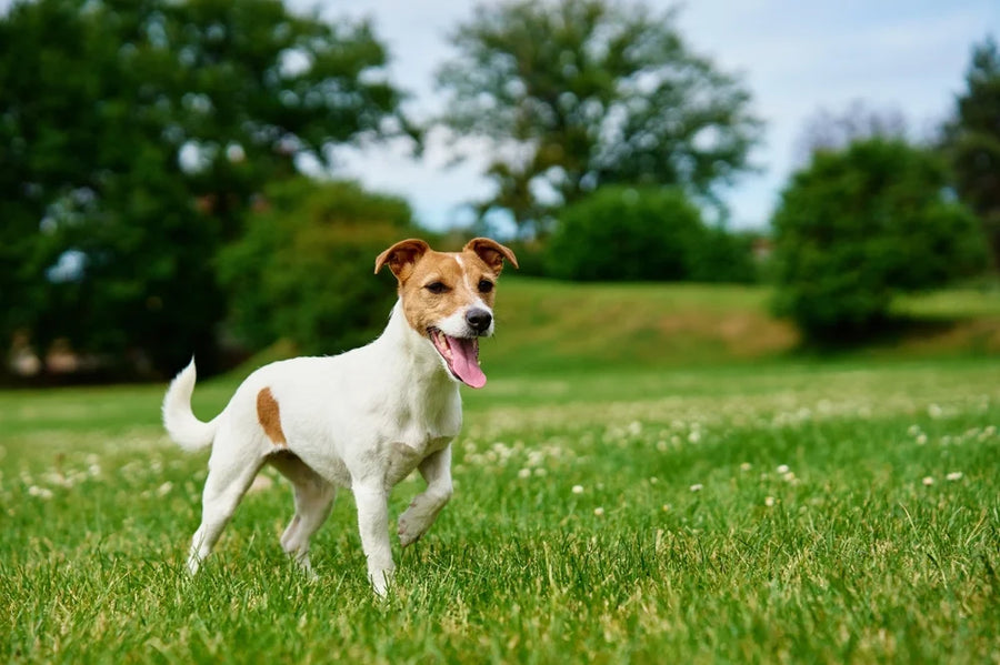 Limping dog in park