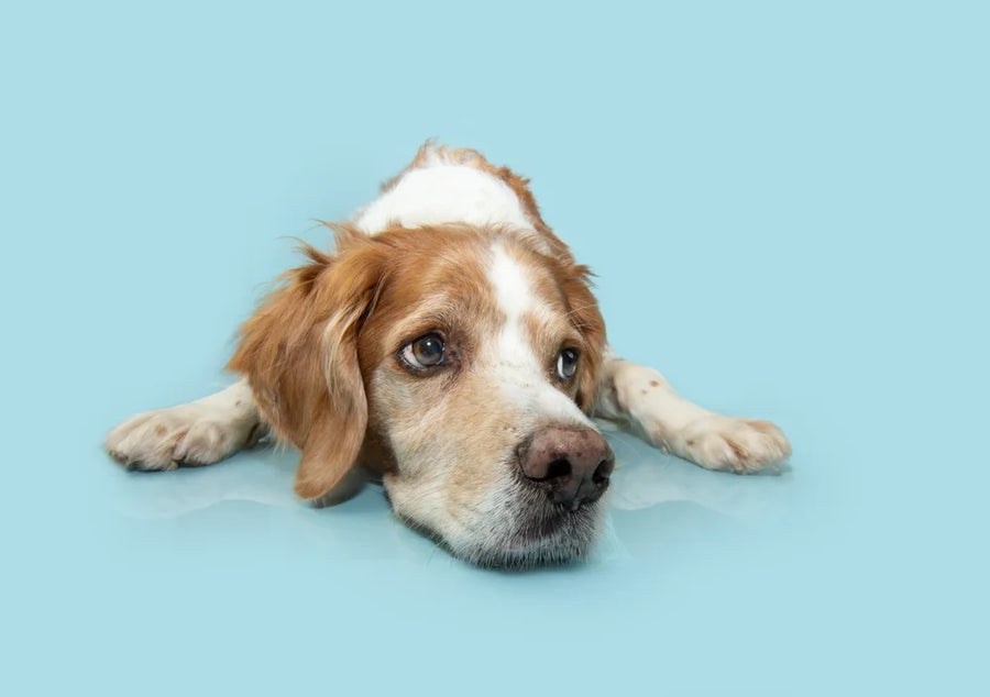 Liver Cancer in Dogs