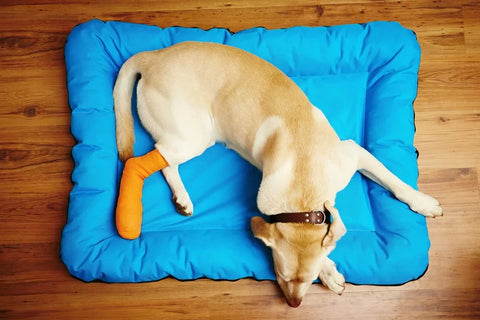 Dog recovering from luxating patella treatment