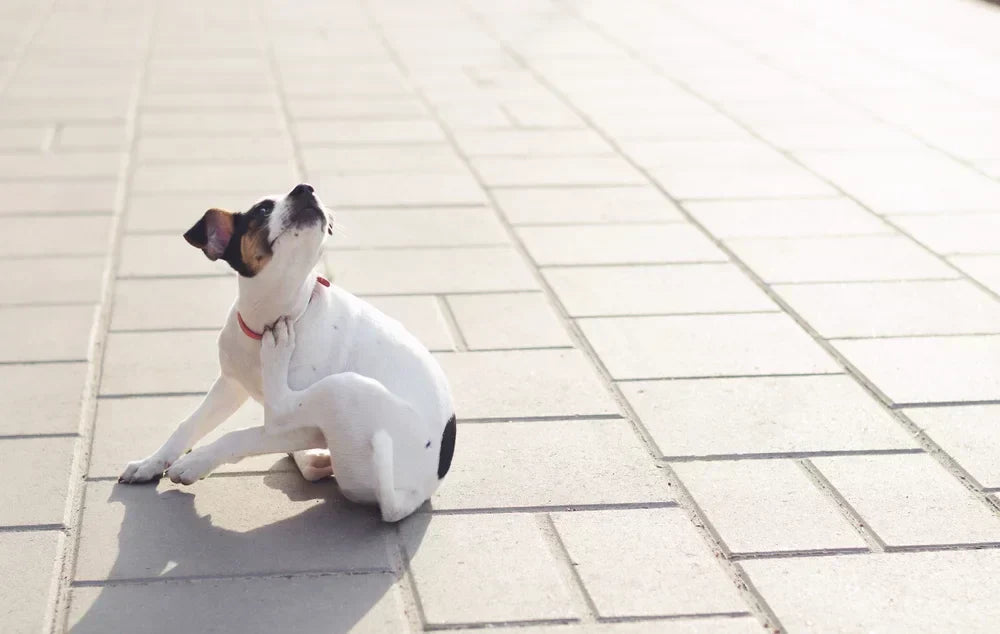 Mange in dogs