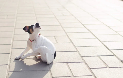Itchy puppy has mange
