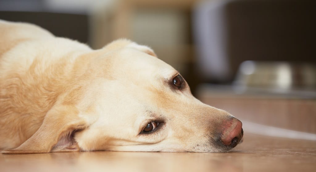 Mental Health in Dogs