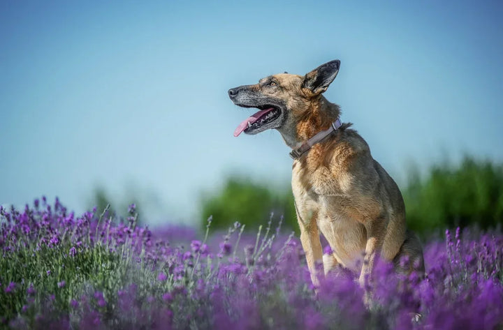 Signs your senior dog is healthy: What good ageing really looks like