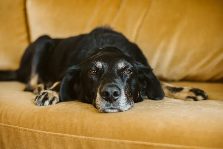 Incontinence in older dogs: Causes, tips & how to help