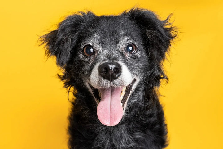 Why is my elderly dog panting so much?