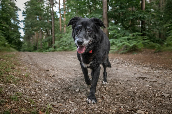 Why is my elderly dog walking in circles?