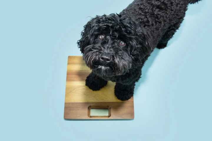Why is my senior dog losing weight?