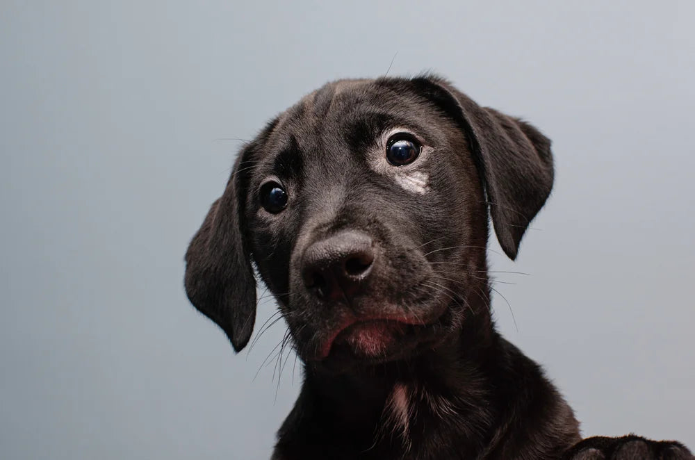 Pancreatitis in dogs