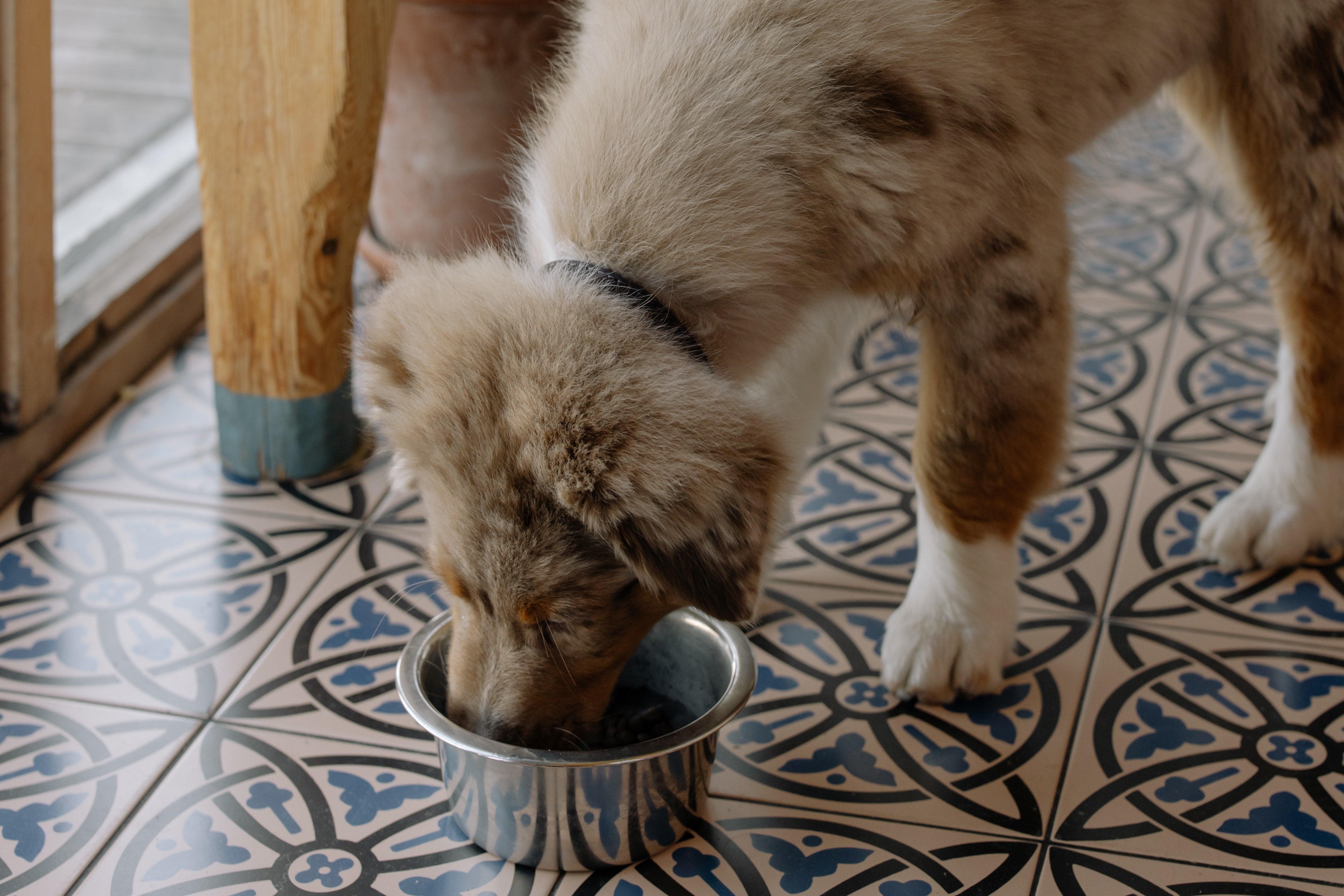 fluffy puppy eating out of a metal bowl