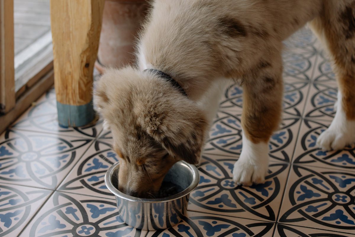 Keeping Mealtimes Safe: What Dogs Can and Can’t Eat