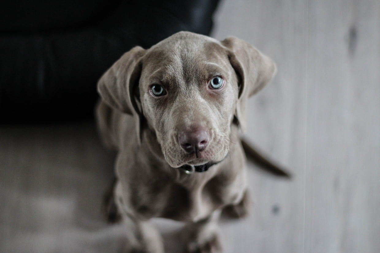 grey puppy sat on the floor