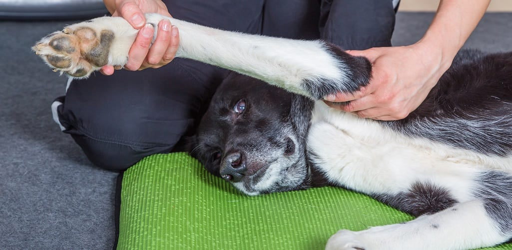 Home exercises that can help your stiff dog