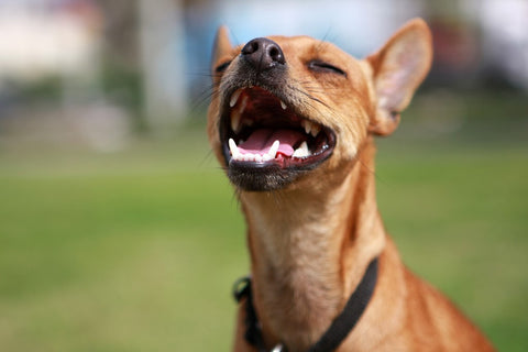 Dog smiling with teeth