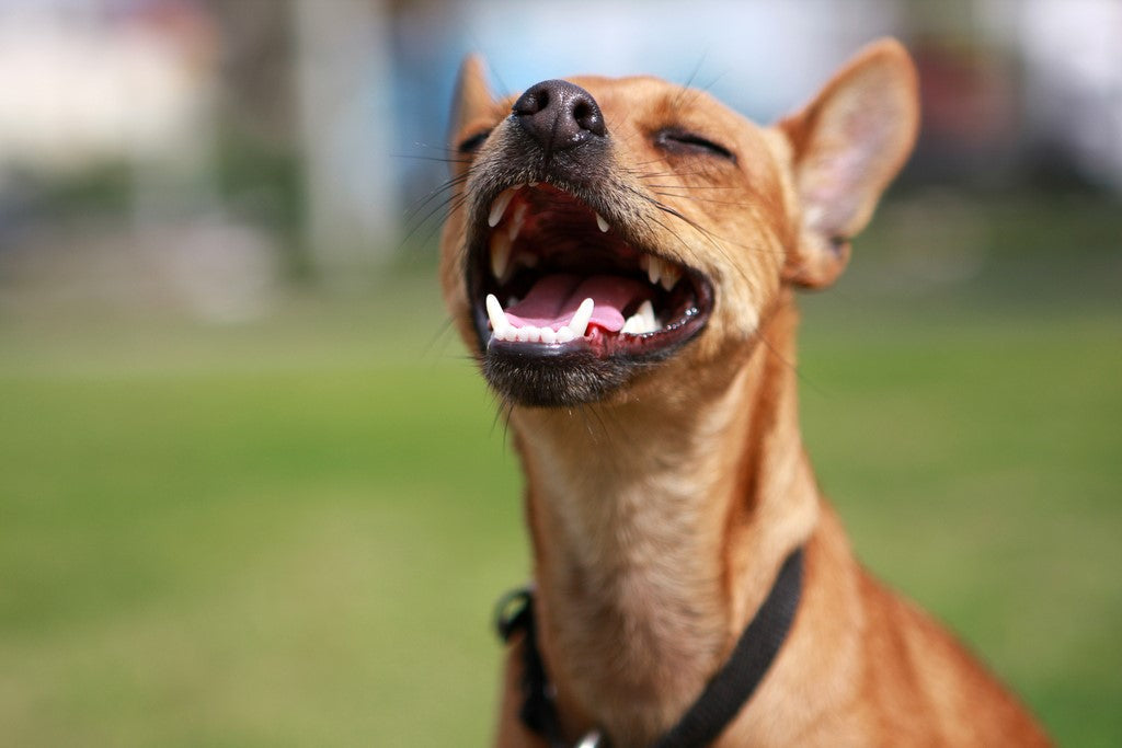 Is your dog prone to poor dental health?