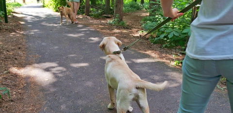 Aggression of two dogs in the Park, barking at each other