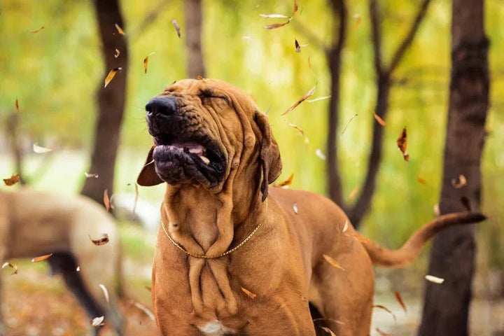 Environmental & seasonal allergies in dogs