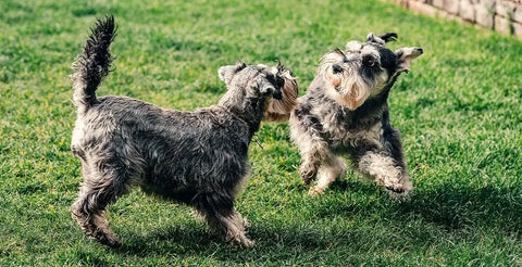 How To Keep Your Dog’s Coat Shiny and Healthy