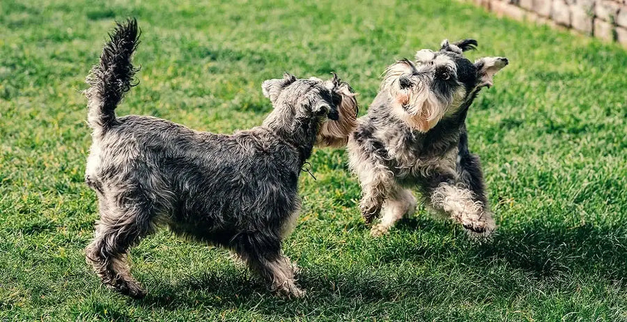 How to keep your dog’s coat shiny and healthy
