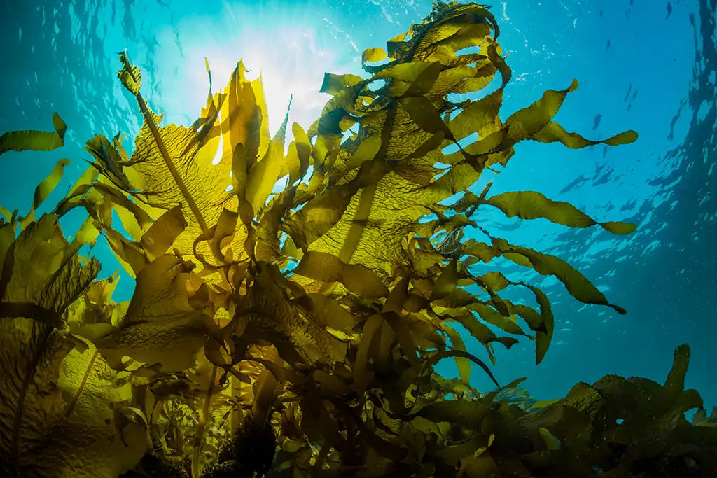 Seaweed powder for dogs