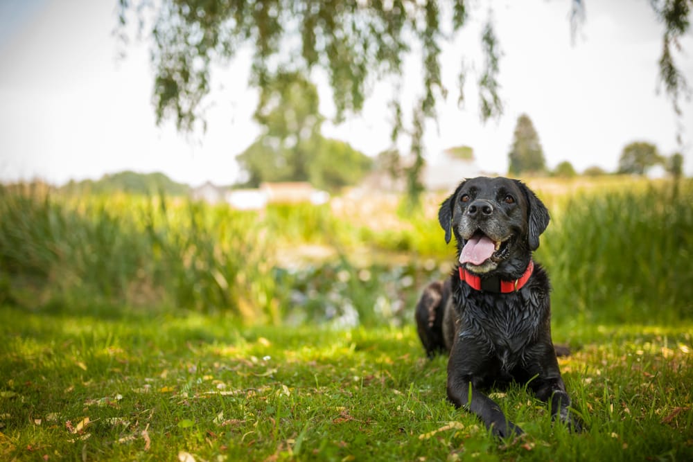 Senior dog lying on grass