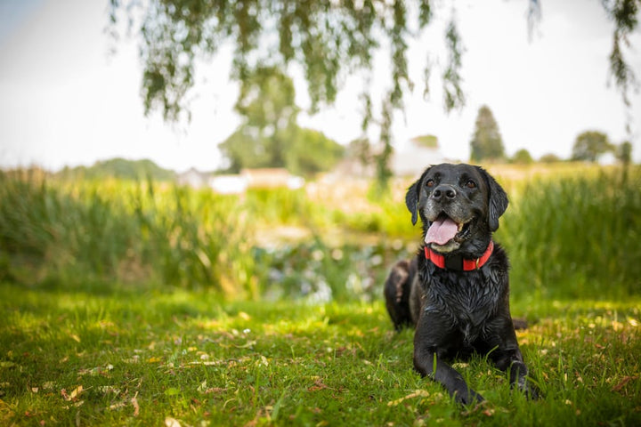 Arthritis in dogs: Symptoms, causes, management and prevention