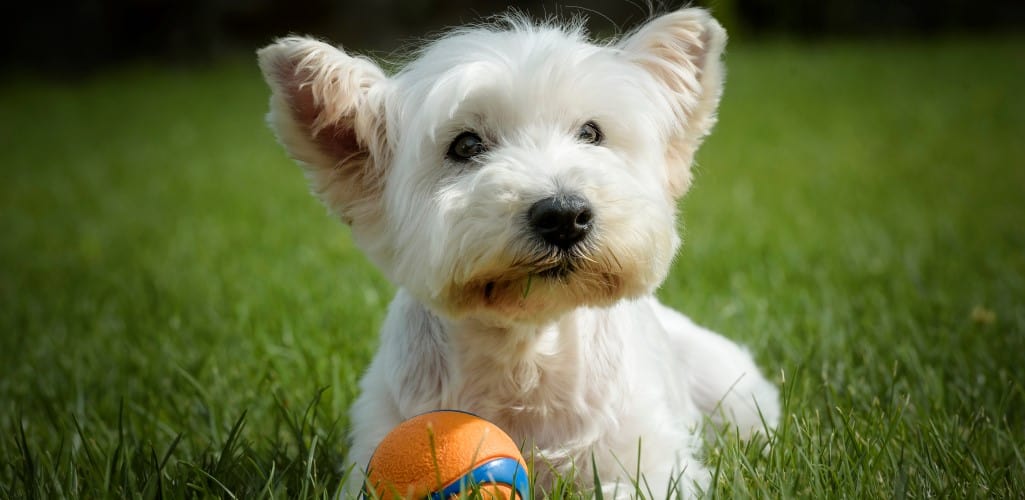 senior West Highland White Terrier lying on the grass with a ball