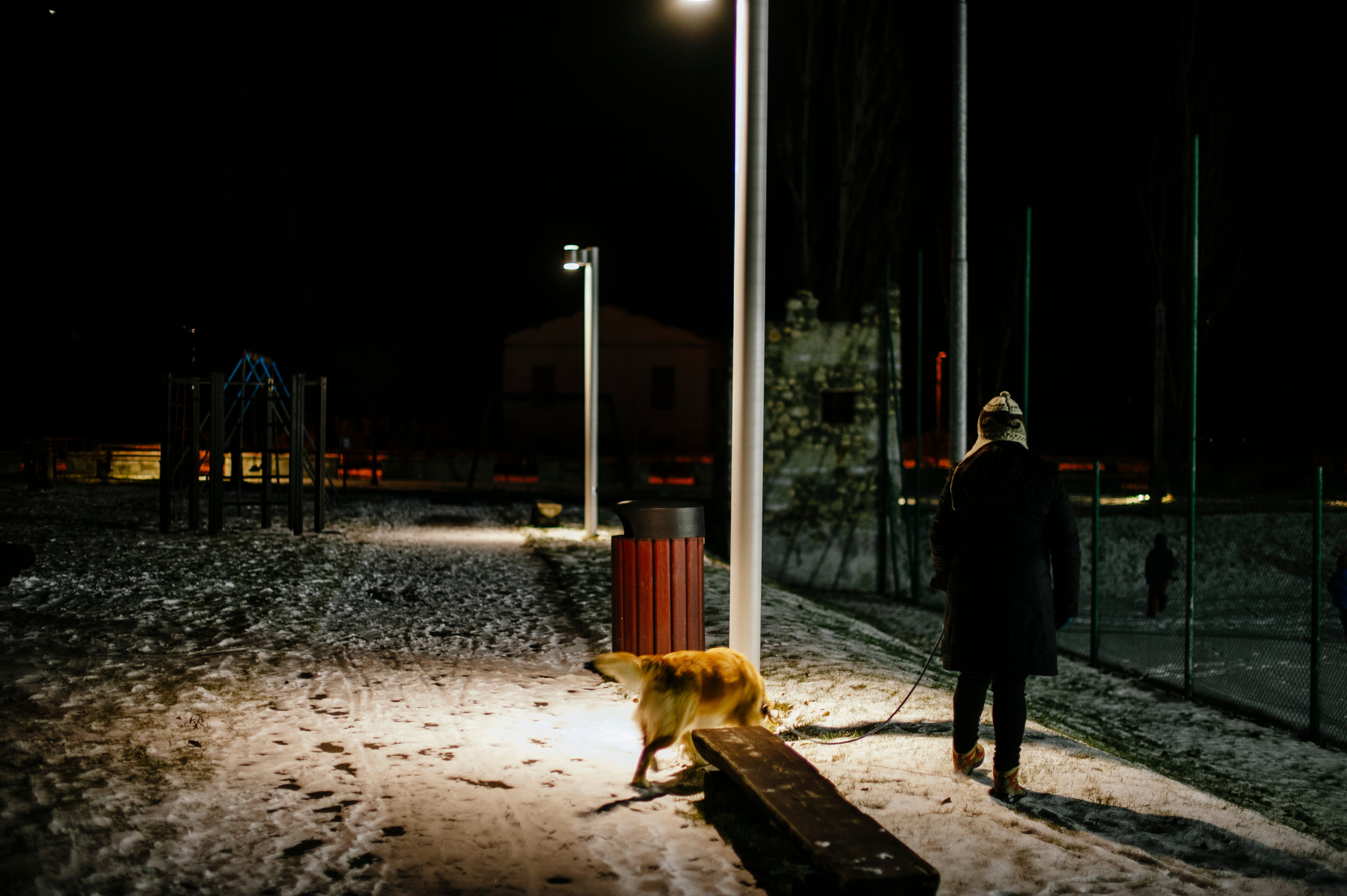 Dog walking at night time