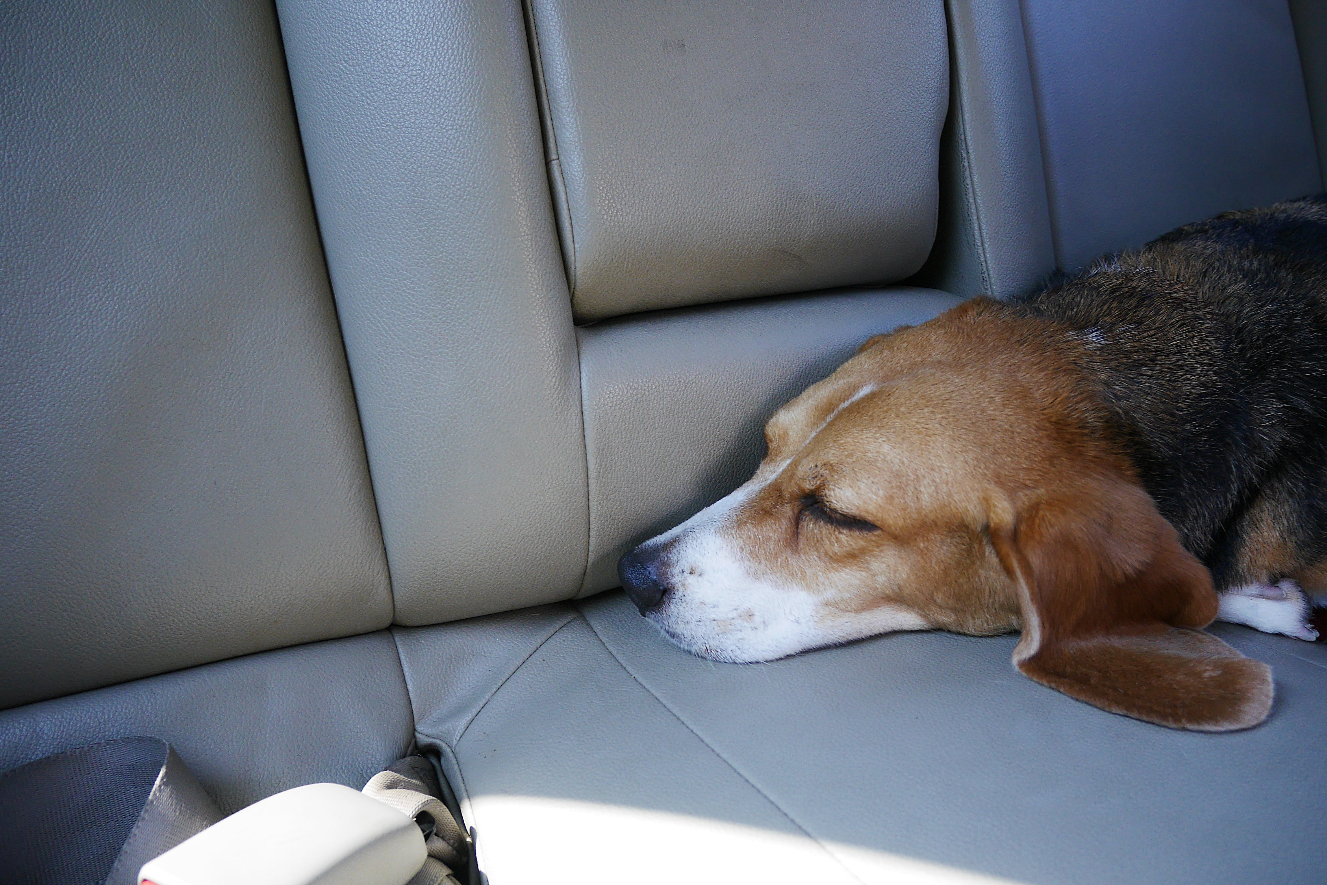 Dog lying down in the back of car