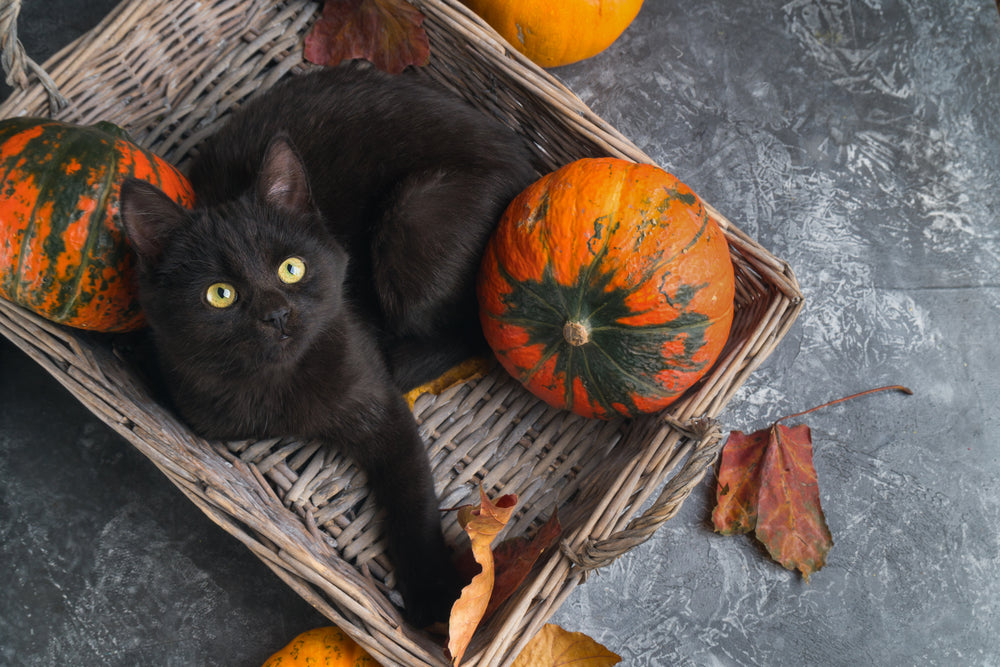 Black cat sat in a box surrounded by pumpkins