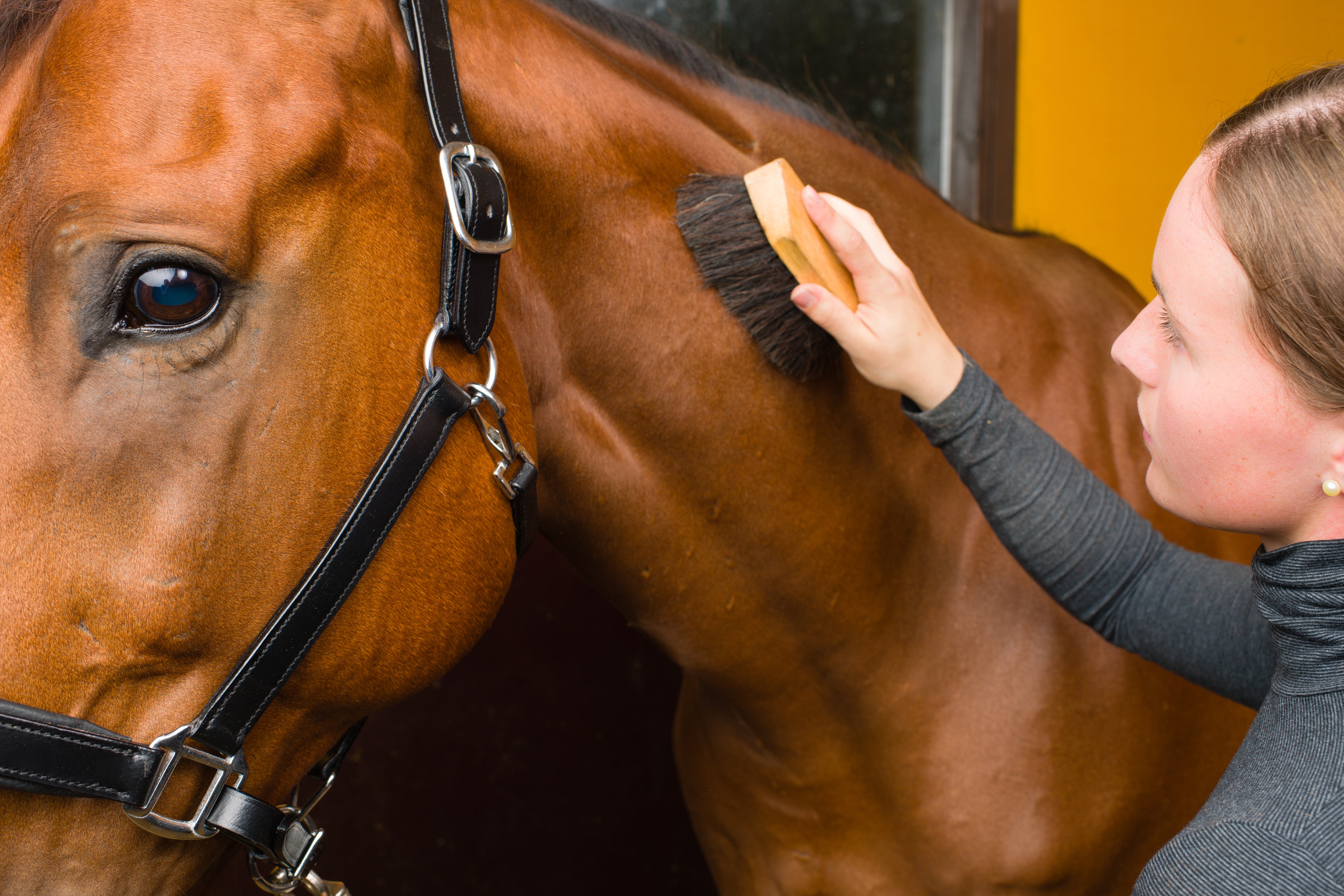 A beginner’s guide to horse grooming