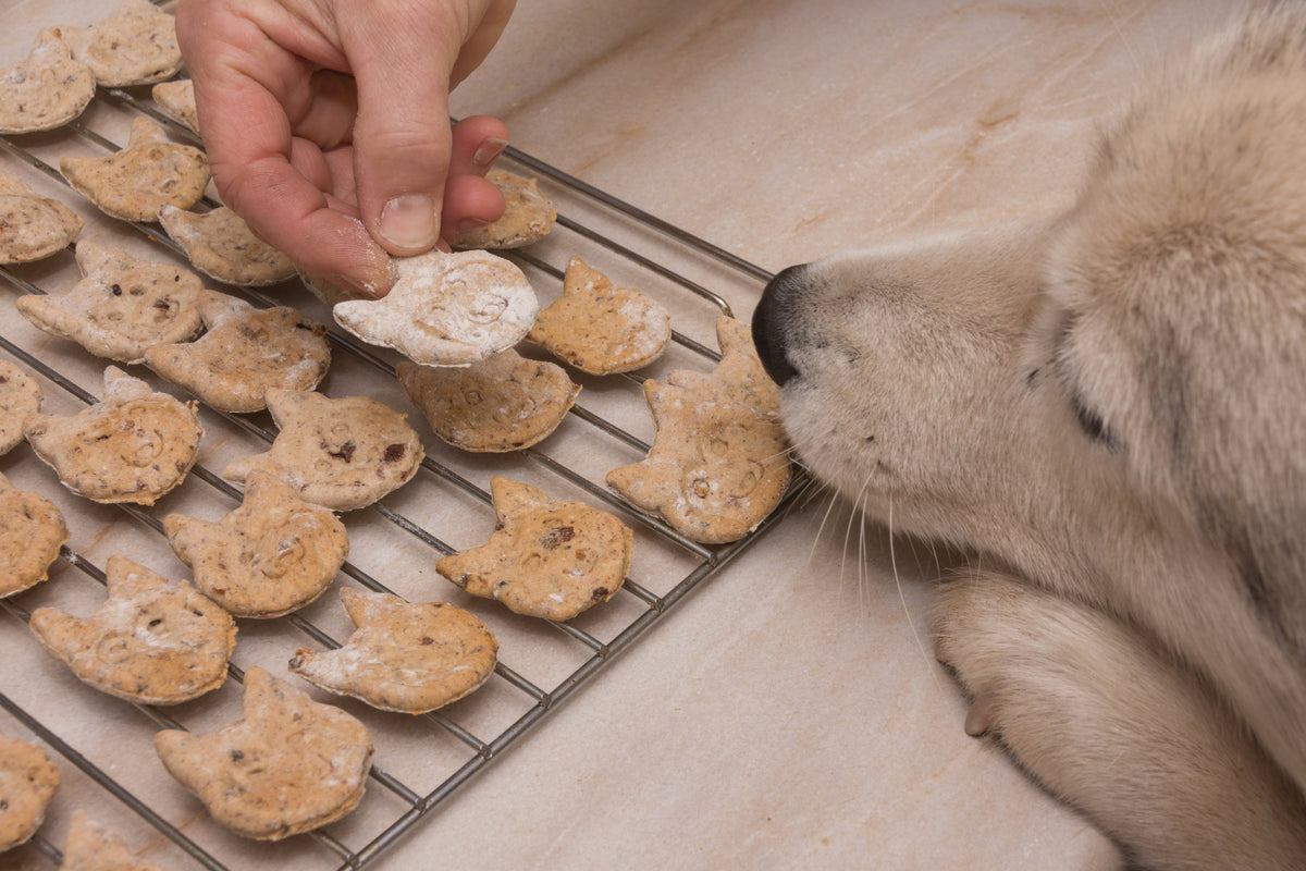 Five tasty treats for your dog