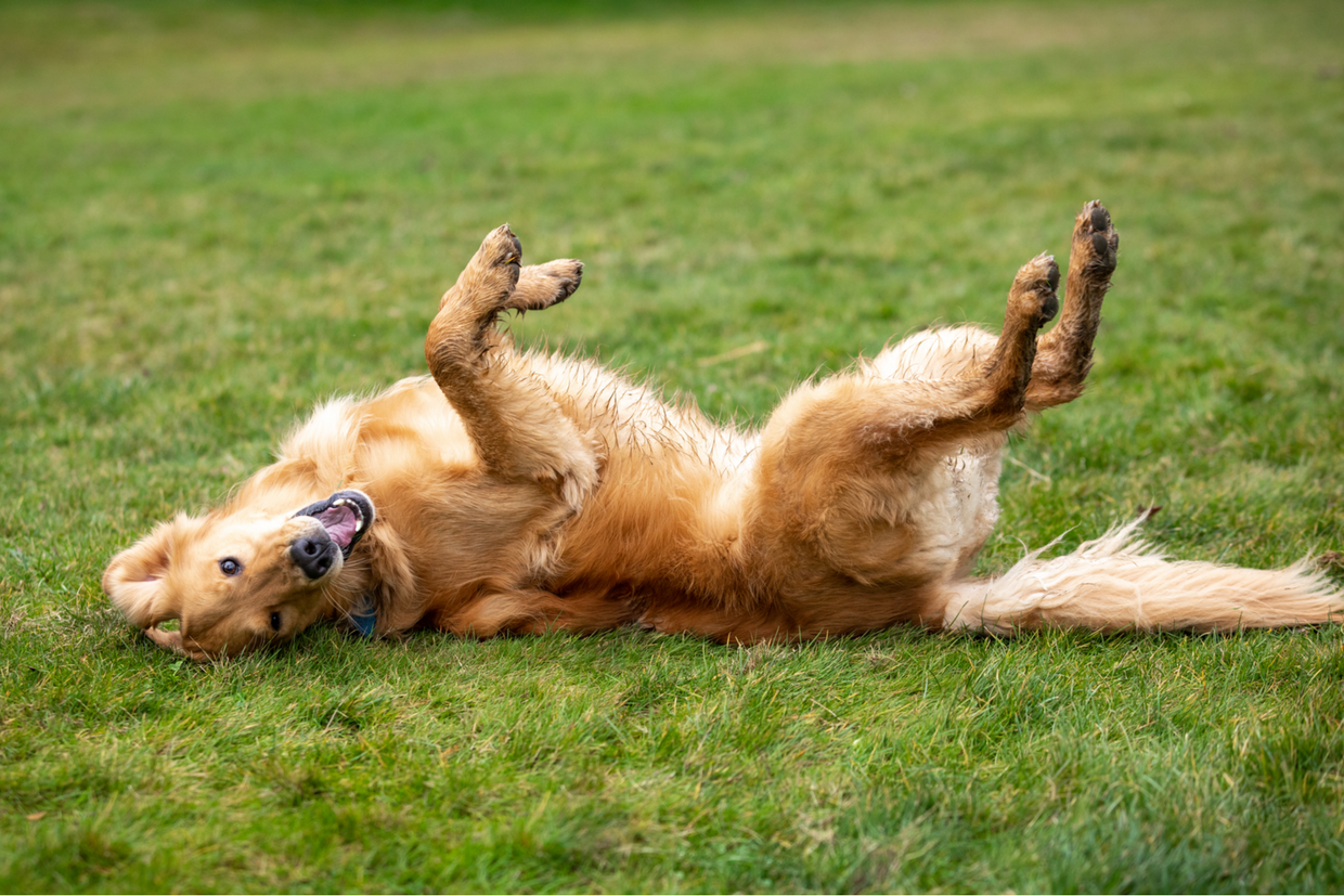 Retriever rolling on grass