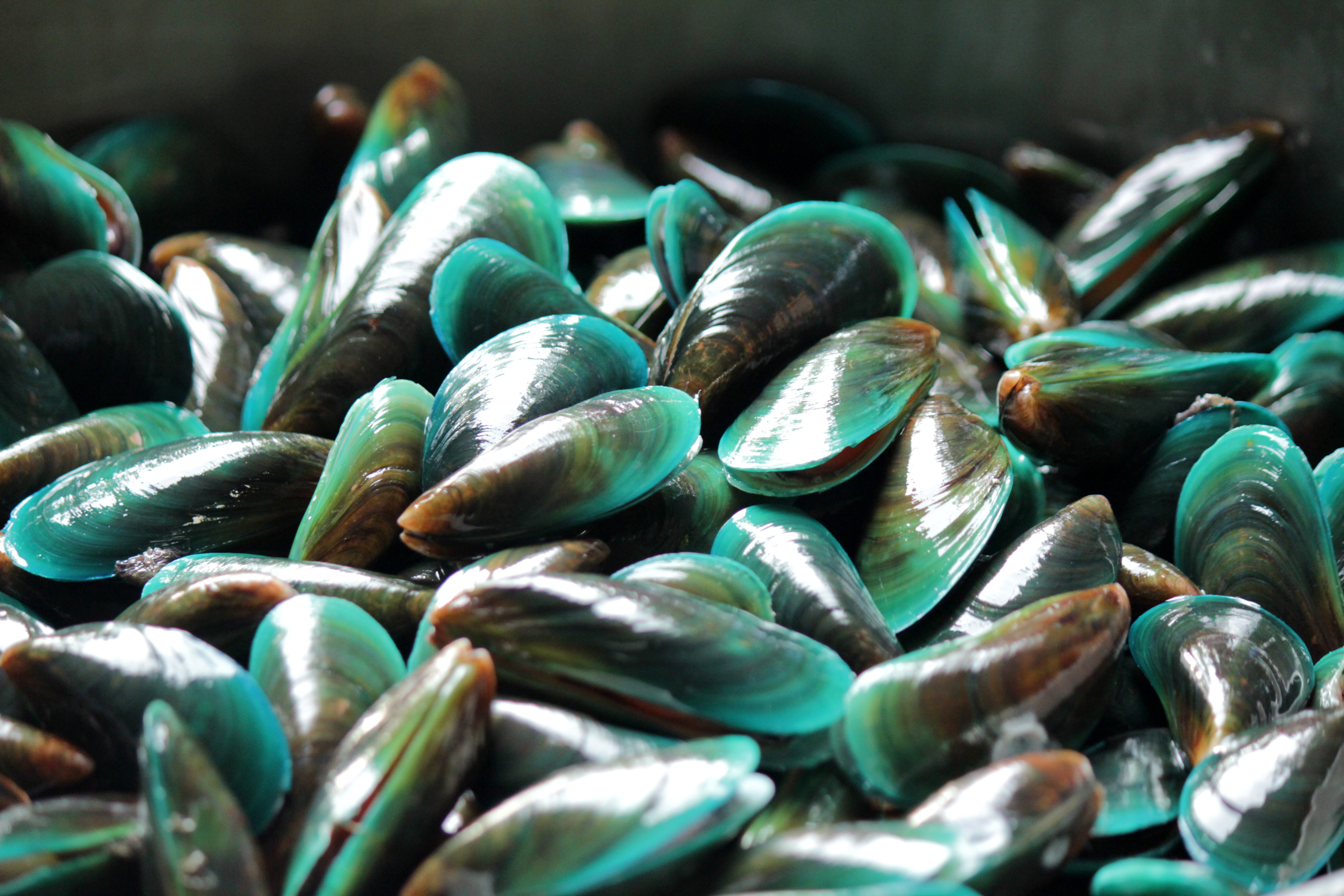 Why we use Green Lipped Mussel in iMOVE