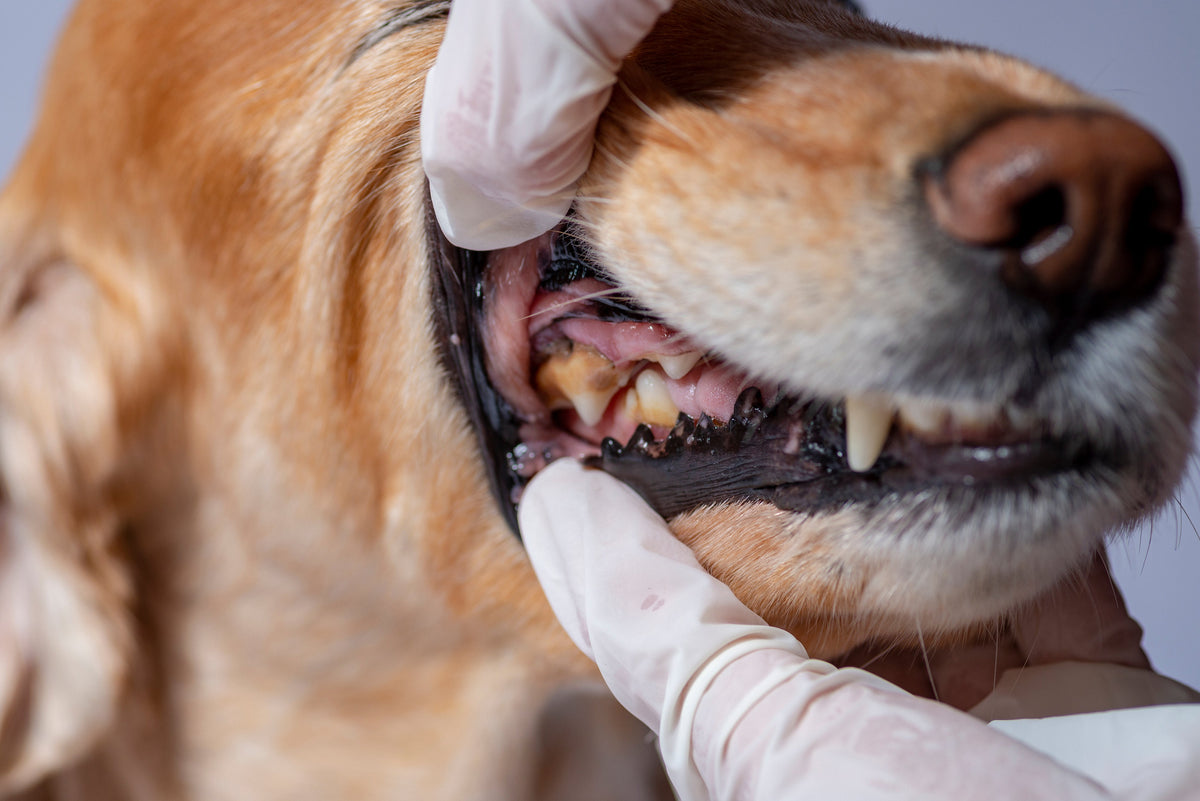 Spotting the early signs of periodontal disease in dogs
